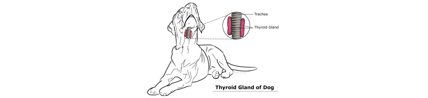 Thyroid 甲狀腺