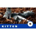 CASA-FERA Kitten 天然黑醇母保健糧幼貓配方純天然貓糧 1.5kg