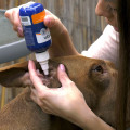 維特寵物神仙水Vetericyn Plus Ear Rinse 全動物耳朵三效潔療滴劑(液態) 3oz