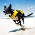 EZYDOG Micro DFD Dog Life Jacket 寵物浮水衣(黃色) XS 