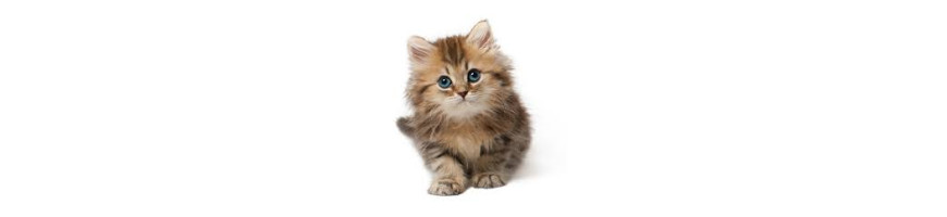 Kitten 幼貓